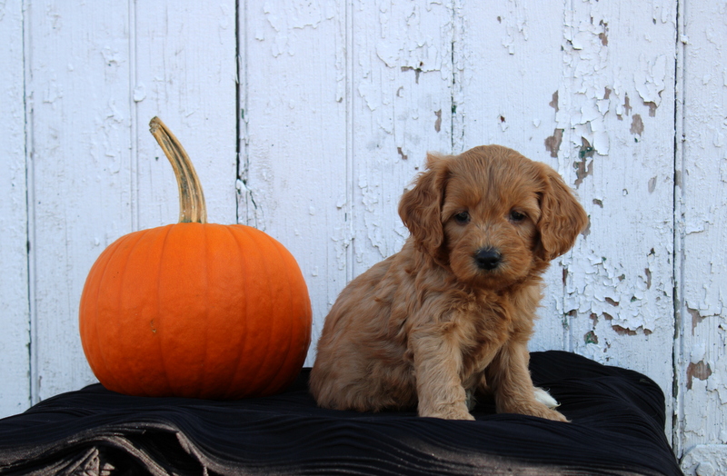 puppy, for, sale, Mini Goldendoodle F2B, Matthew B. Stoltzfus, dog, breeder, Gap, PA, dog-breeder, puppy-for-sale, forsale, nearby, find, puppyfind, locator, puppylocator, aca
